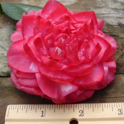 Ellen Daniel Red Variegated